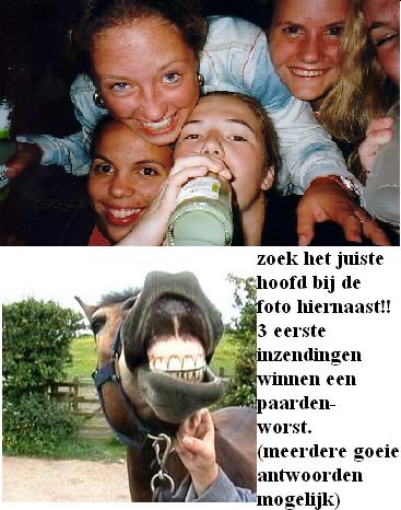 paard.jpg